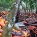 Ghana cocoa buyers owe banks up to $750m amid sector crisis