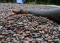 Ghana slashes cocoa farmgate price to $3,580, rolls out bond financing plan