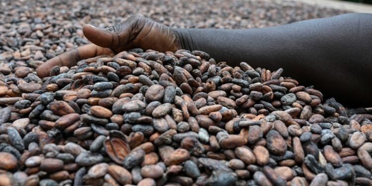 Ghana slashes cocoa farmgate price to $3,580, rolls out bond financing plan