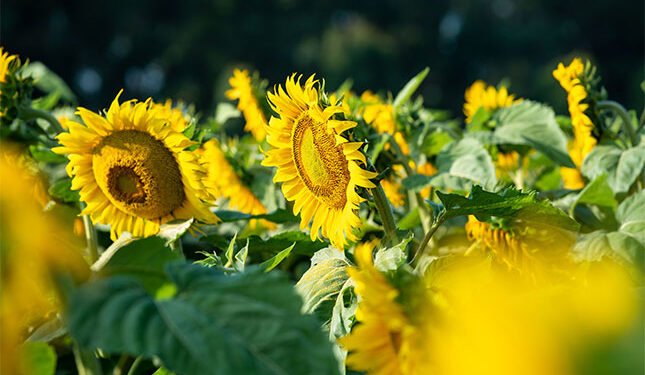 Good rain favours grain yields, but disease and price pressure mount