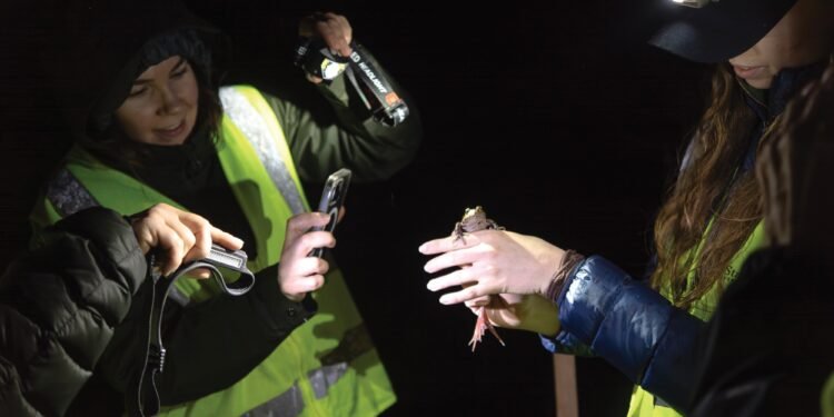 How people are helping breeding frogs dodge cars