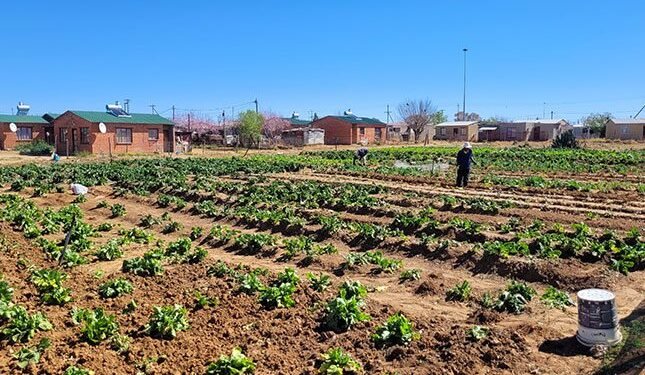 How school nutrition programmes can boost nutrition and drive transformation