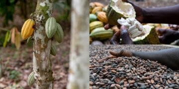 Ivory Coast considers cocoa price cut like Ghana as global market slump deepens