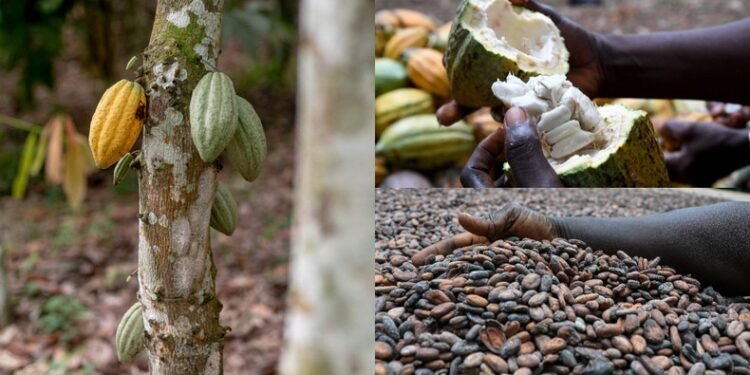 Ivory Coast considers cocoa price cut like Ghana as global market slump deepens
