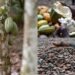 Ivory Coast considers cocoa price cut like Ghana as global market slump deepens