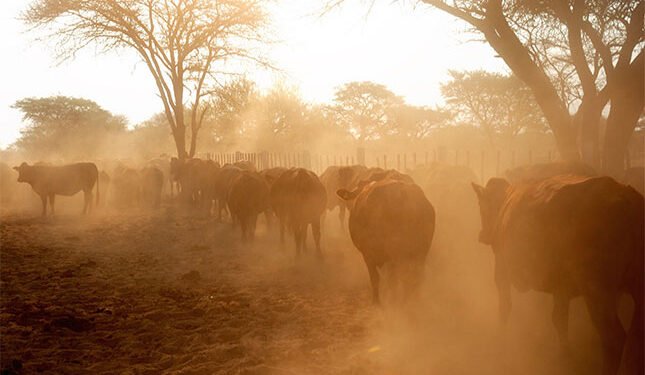 Kuruman farm under quarantine with confirmed FMD case