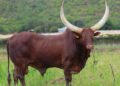 Lasarus ups Ankole ante with 12th production auction