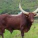 Lasarus ups Ankole ante with 12th production auction