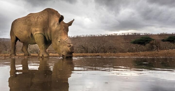 Less rhino poached in SA last year, Kruger again a preferred target