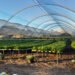 Lettuce grower finds recipe for success in outdoor hydroponics