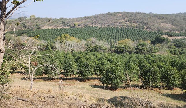 Macadamia industry at export crossroads with hard lessons ahead