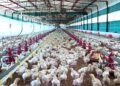 Managing ascites in broilers starts with prevention