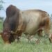 Mark Hook leads revival of Boran, Nkone cattle societies in Zimbabwe