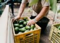 Morocco overtakes Kenya as Africa’s top avocado exporter, targets US, UK supermarket shelves