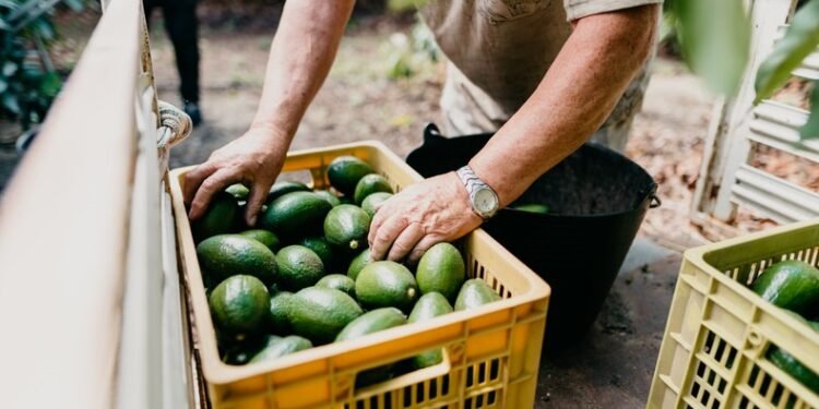Morocco overtakes Kenya as Africa’s top avocado exporter, targets US, UK supermarket shelves