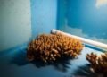 Pioneering coral breeding lab opens, boosting reef regeneration efforts – EnviroNews