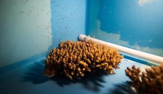 Pioneering coral breeding lab opens, boosting reef regeneration efforts – EnviroNews