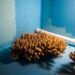 Pioneering coral breeding lab opens, boosting reef regeneration efforts – EnviroNews