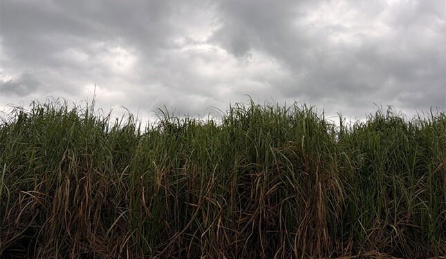 Rising sugar imports highlight need for next phase of master plan