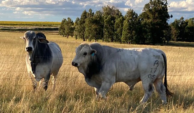 Romagnola beef cattle vastly increased weaner weights on a Free State farm