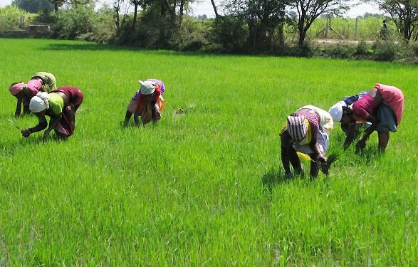 Scientists harness AI to boost rice resilience to climate change – EnviroNews