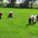 Scientists harness AI to boost rice resilience to climate change – EnviroNews