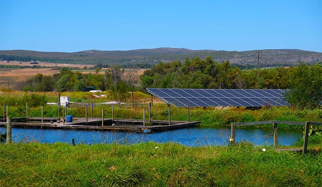 Small is beautiful for budding Overberg trout business