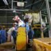 South Africa races to save 134-year-old sugar giant with 2 million-ton milling capacity from shutdown