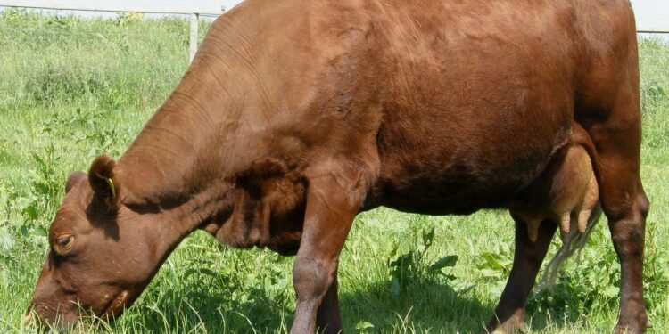 South Africa’s beef exports fell 26% in 2025 as foot-and-mouth outbreaks led to a Chinese import ban, rising farm costs, and vaccine shortages.