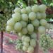 South Korea added to export roster for SA table grapes