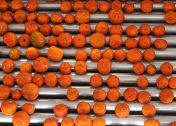 Strong rand puts damper on bigger citrus crop