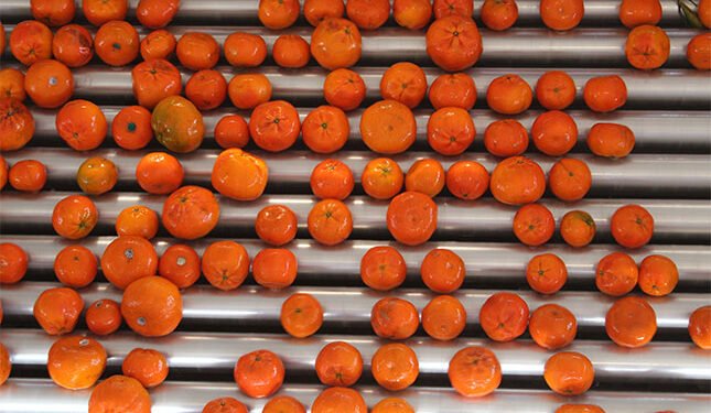 Strong rand puts damper on bigger citrus crop