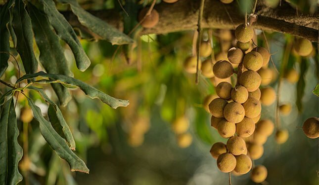 Stronger exchange rate could cut macadamia income by 15% this year