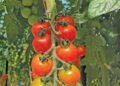 Successful tomato production dependent on holistic approach