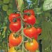Successful tomato production dependent on holistic approach