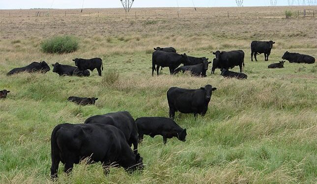 The story of the Drakensberger beef cattle breed’s evolution in Africa