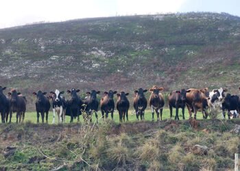 Three reasons for hope in the wake of FMD crisis