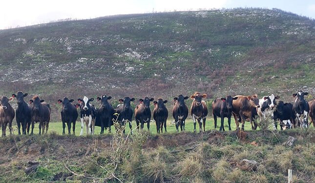 Three reasons for hope in the wake of FMD crisis