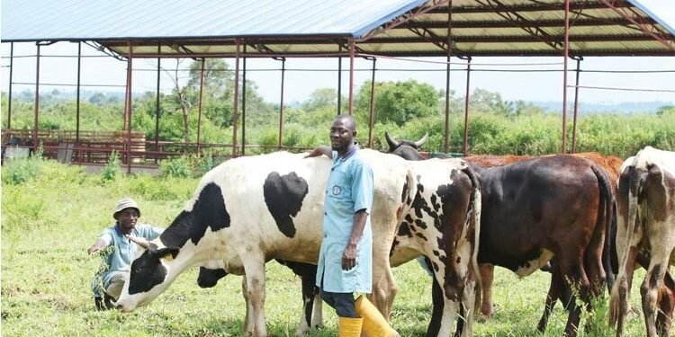 US considers blocking Nigeria’s cattle trade to choke finances tied to terrorists activities