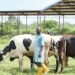 US considers blocking Nigeria’s cattle trade to choke finances tied to terrorists activities