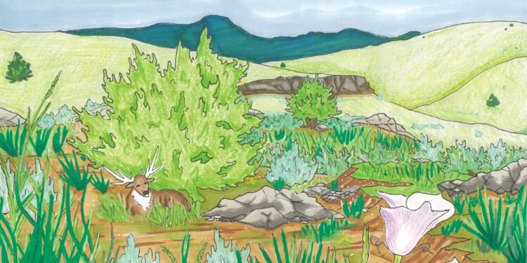 What’s needed to protect sage grouse? Less grazing.