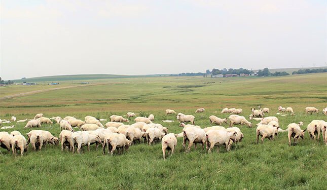 Wool industry opens the door for accurate carbon reporting