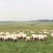 Wool industry opens the door for accurate carbon reporting