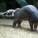 World Pangolin Day 2026: Stronger laws will protect pangolins, says Wild Africa – EnviroNews