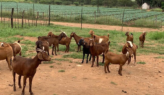 Zimbabwe’s goat industry evolves with new standards