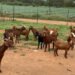 Zimbabwe’s goat industry evolves with new standards