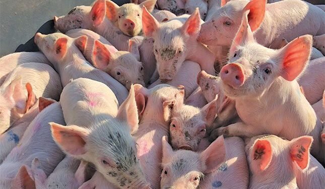 don’t feed more, but feed better