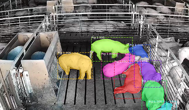 how AI is changing livestock genetics