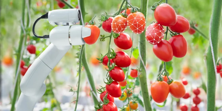 AI-powered robot learns how to harvest tomatoes more efficiently