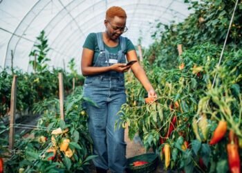 African agtech funding drops nearly 20% in 2025 to under $170 million